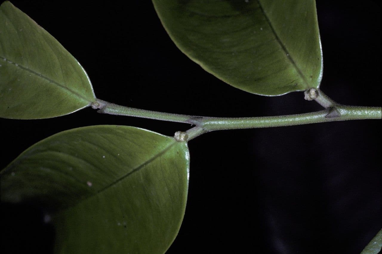 Tapura guianensis