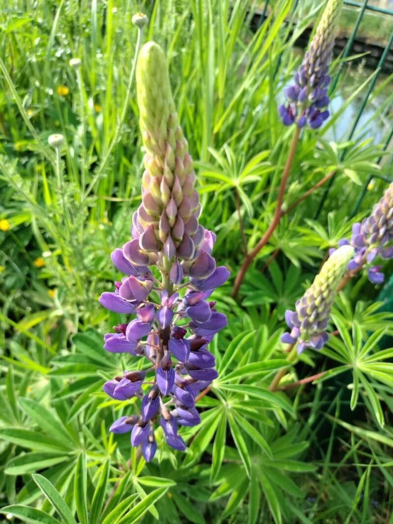 Lupinus perennis