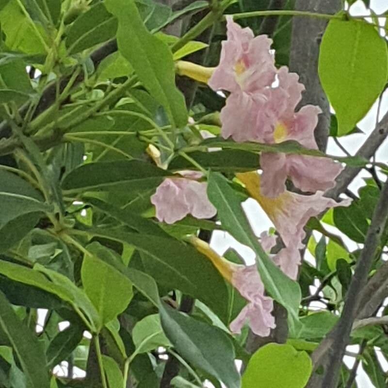 Tabebuia heterophylla