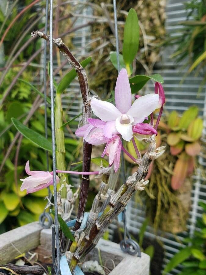 Dendrobium moniliforme