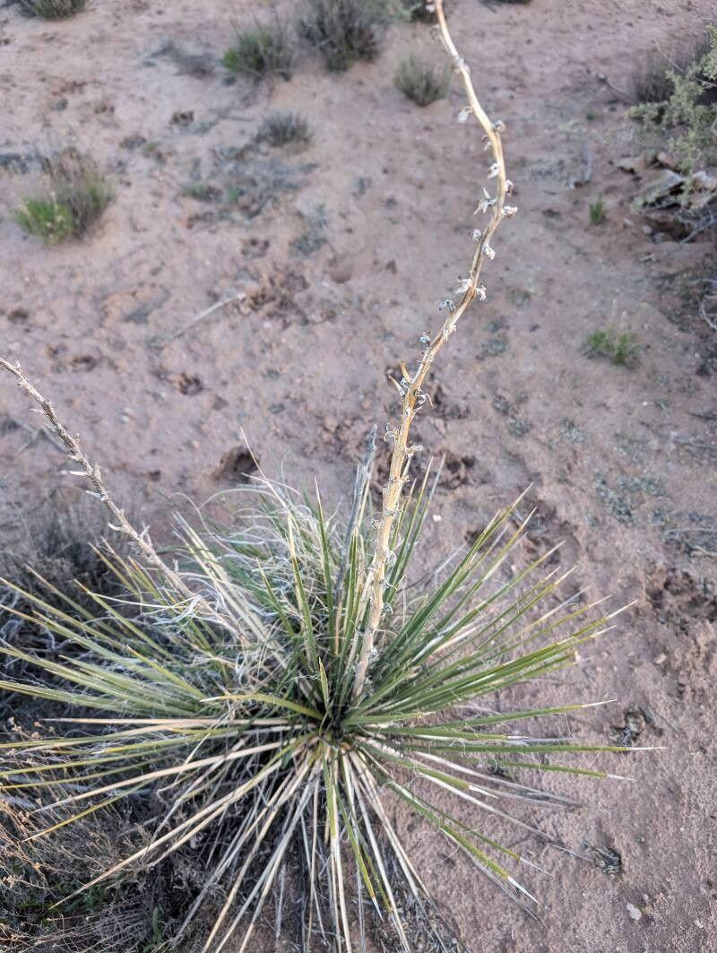 Yucca angustissima