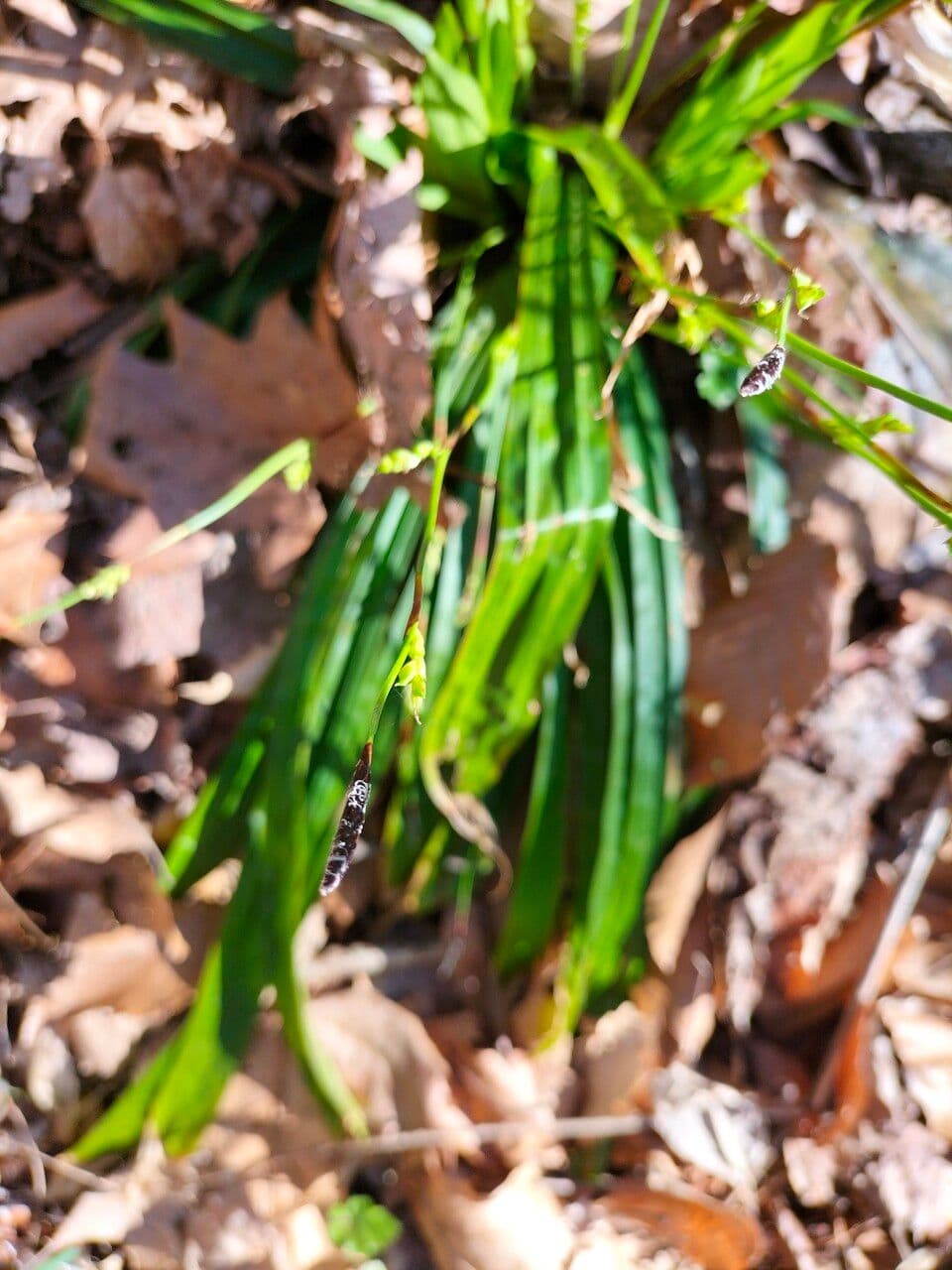 Carex plantaginea