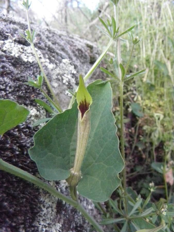 Aristolochia paucinervis