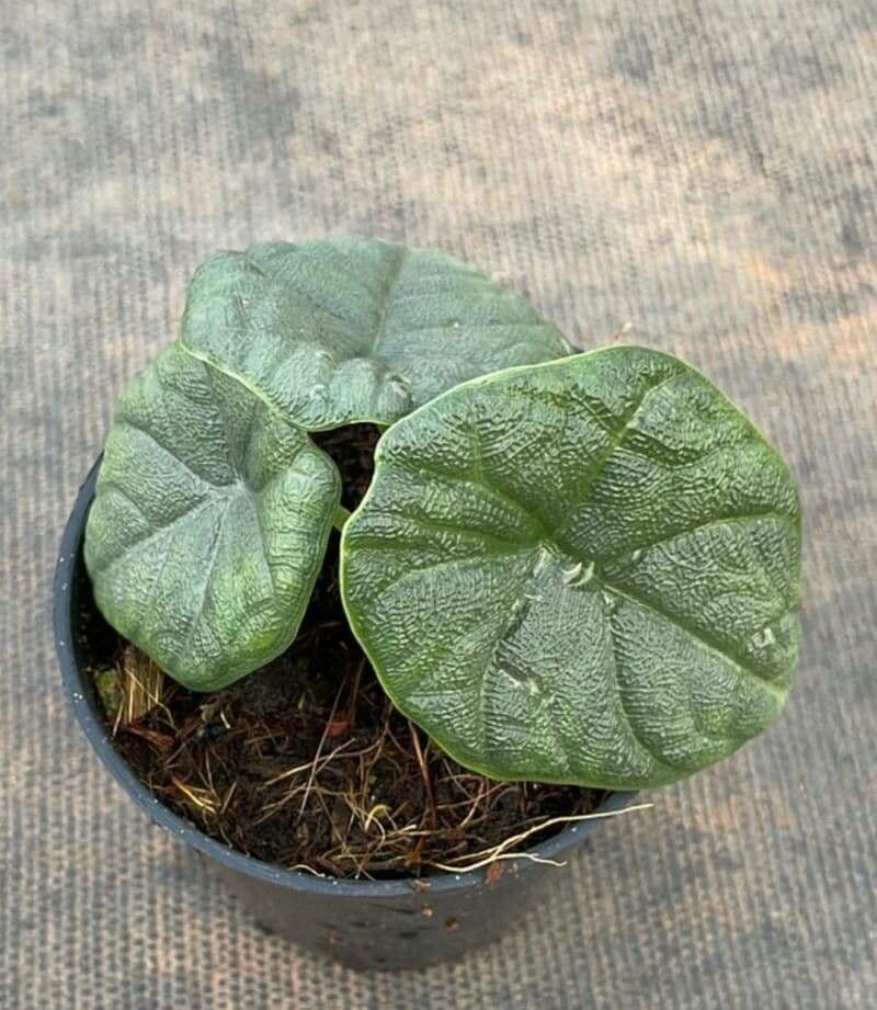 Alocasia melo