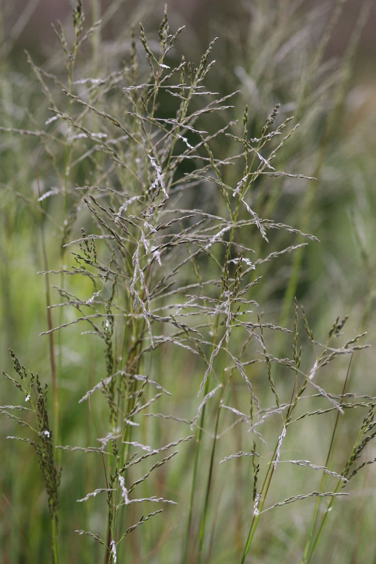 Eragrostis curvula