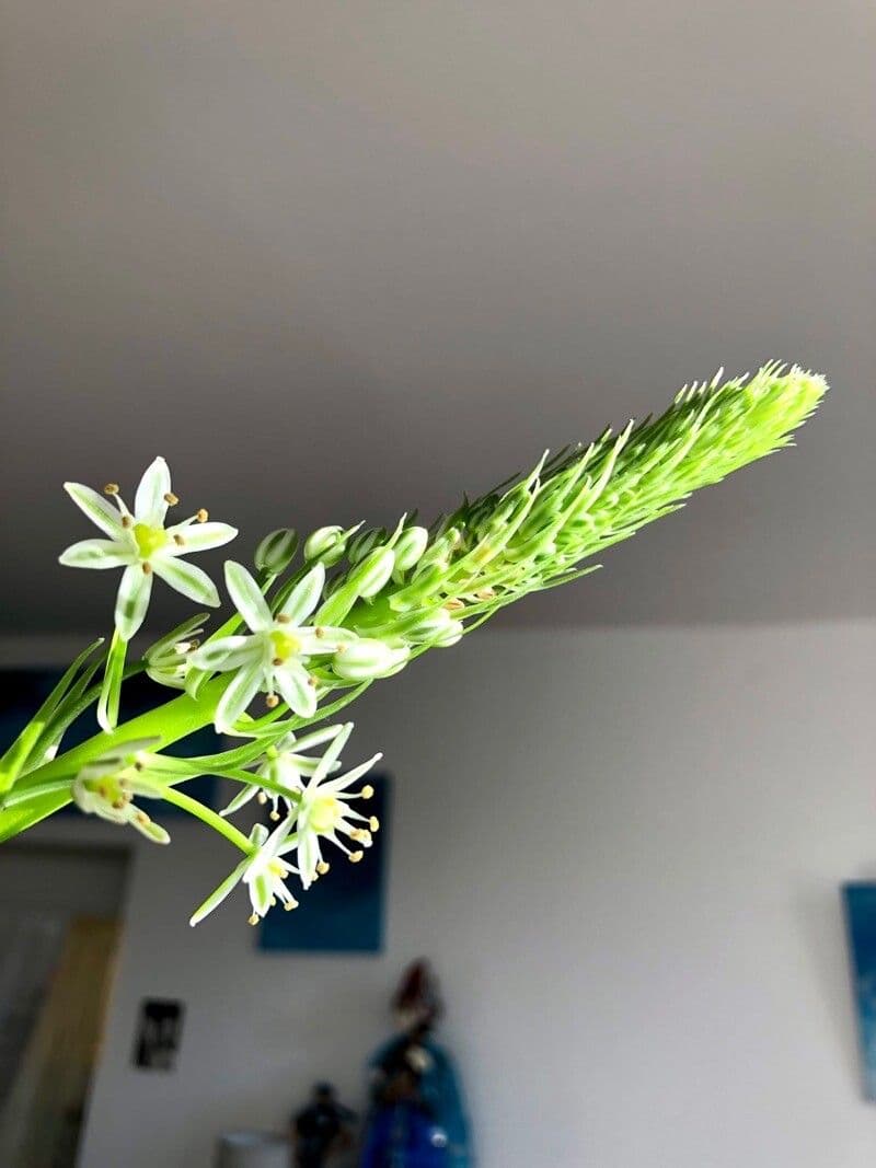 Albuca bracteata