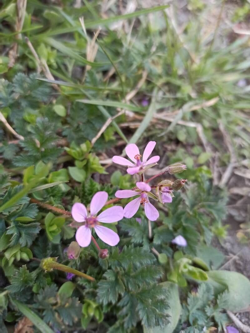 Erodium cicutarium