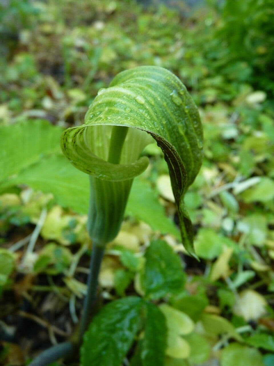 Arisaema triphyllum