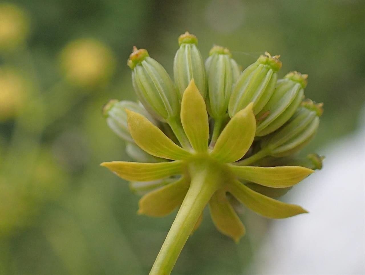Bupleurum petraeum
