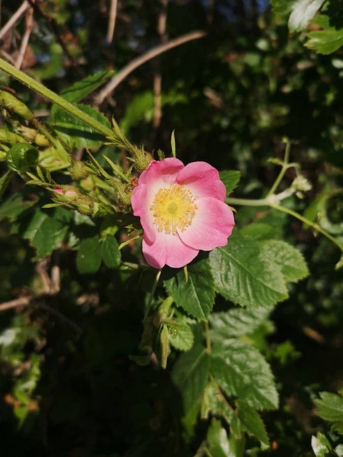 Rosa sherardii