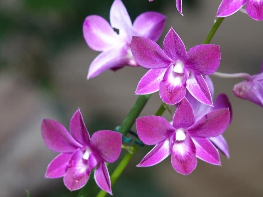 Spathoglottis unguiculata