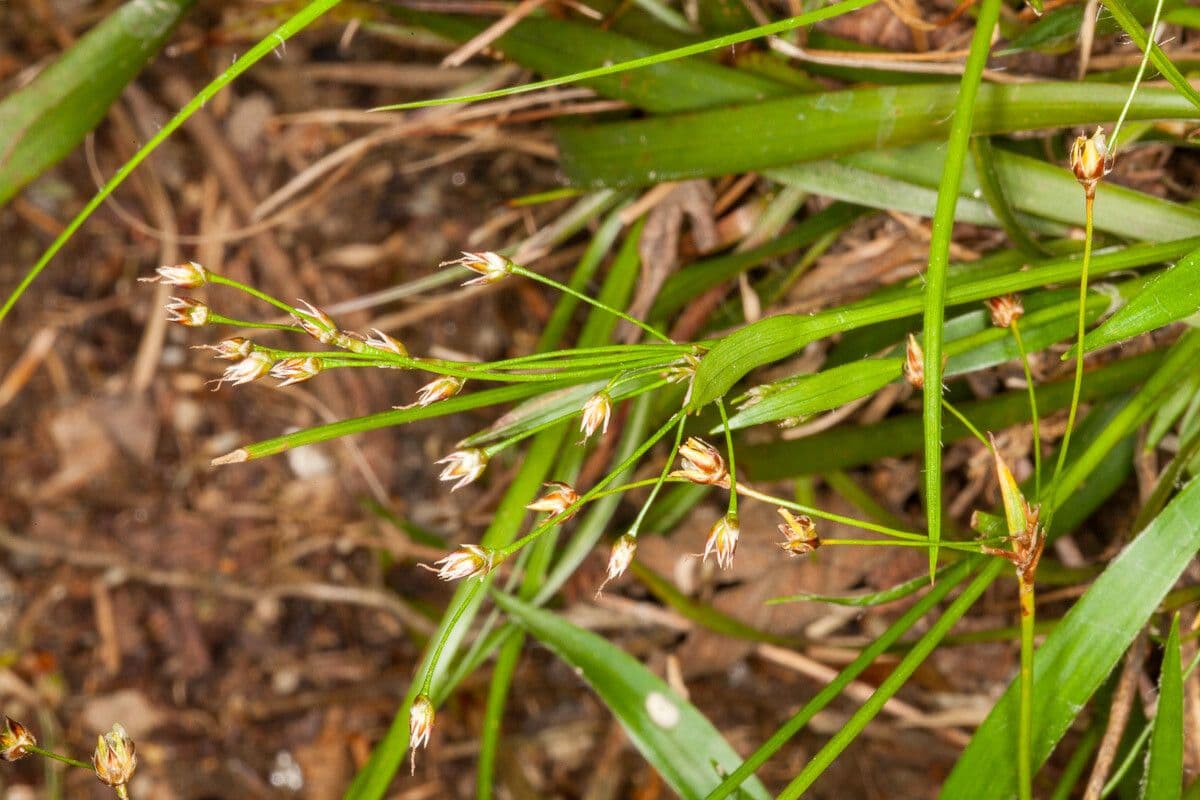 Luzula pilosa