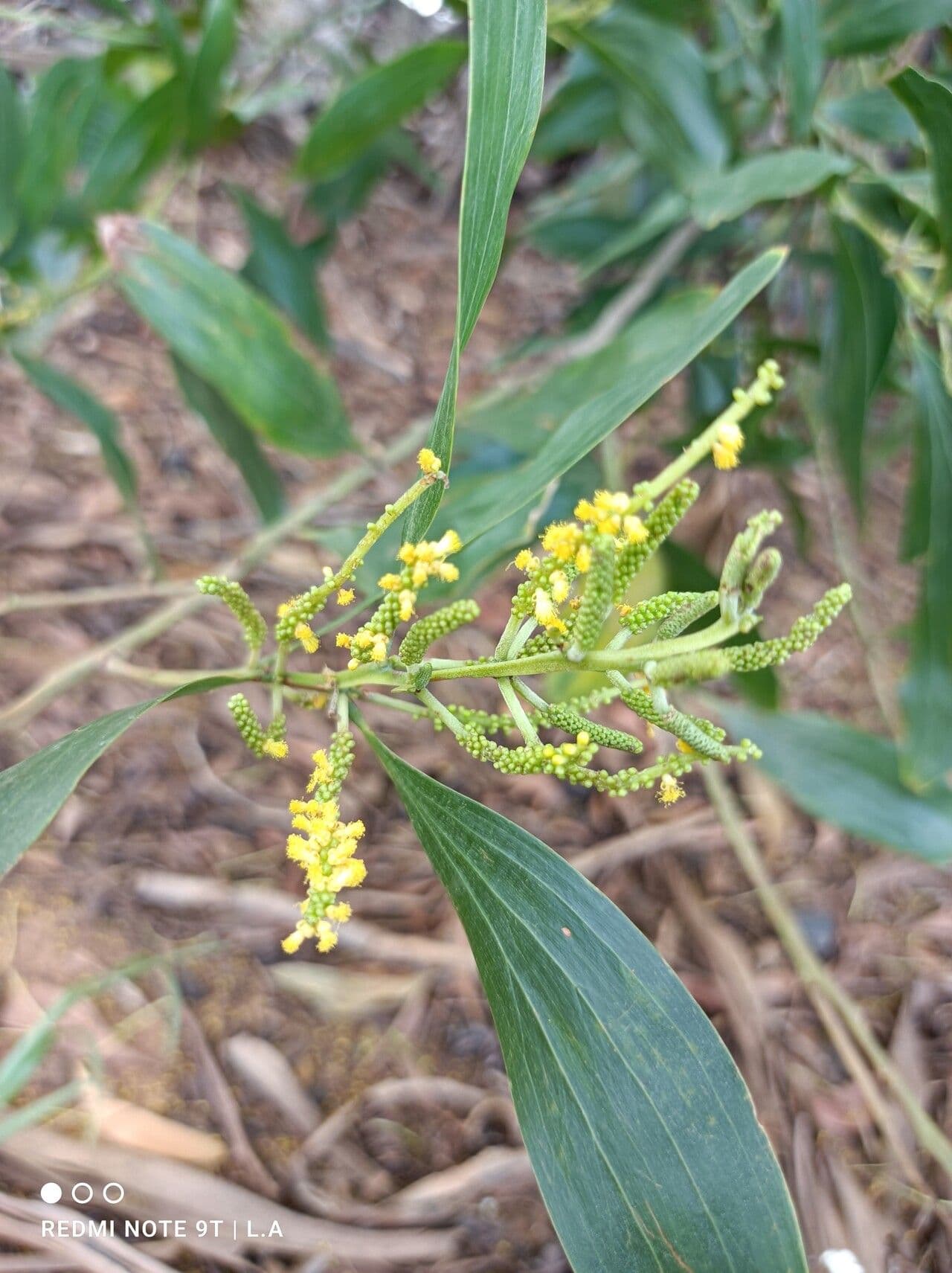 Acacia mangium