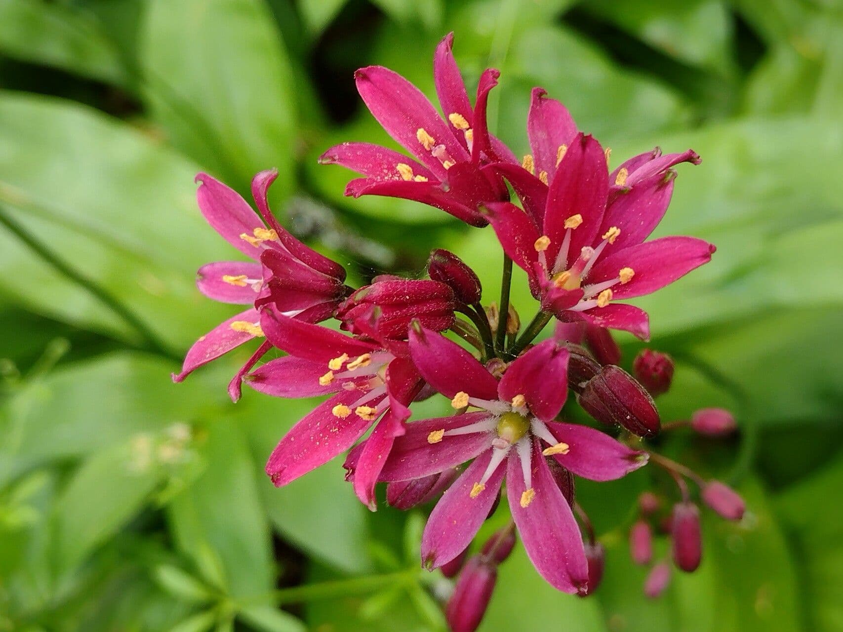Clintonia andrewsiana