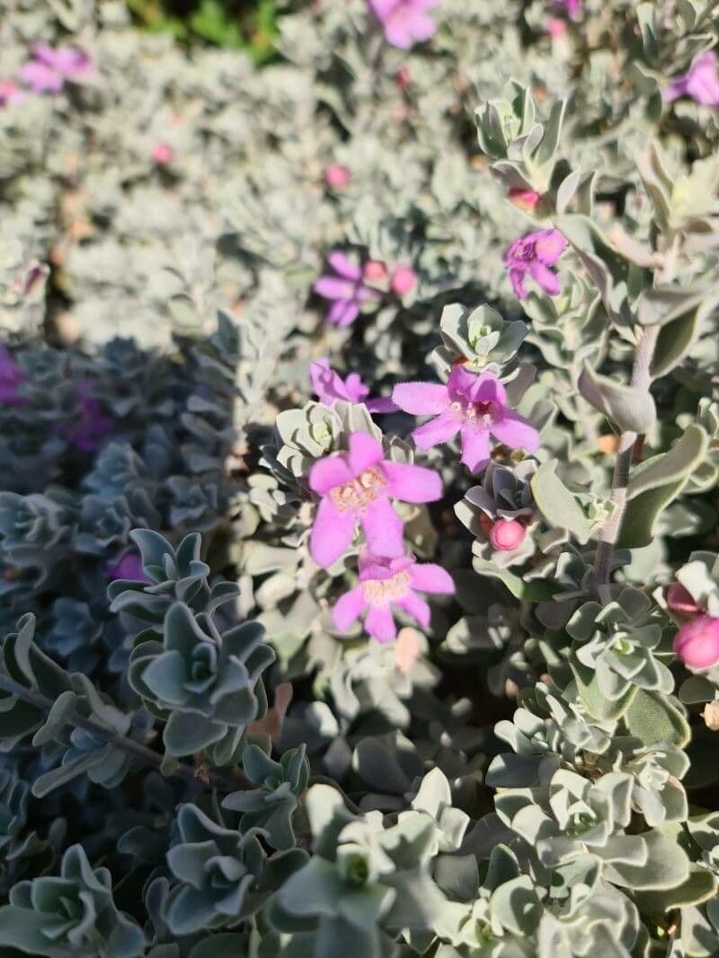 Leucophyllum candidum