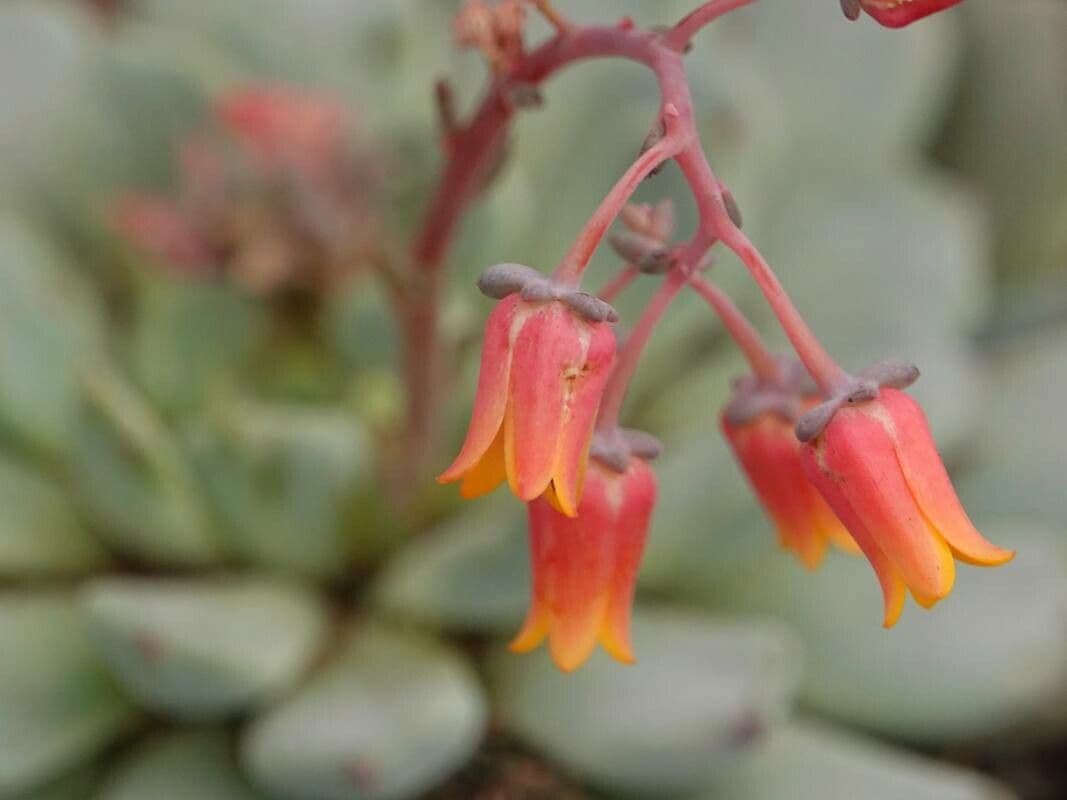 Echeveria elegans