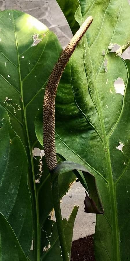 Anthurium schlechtendalii