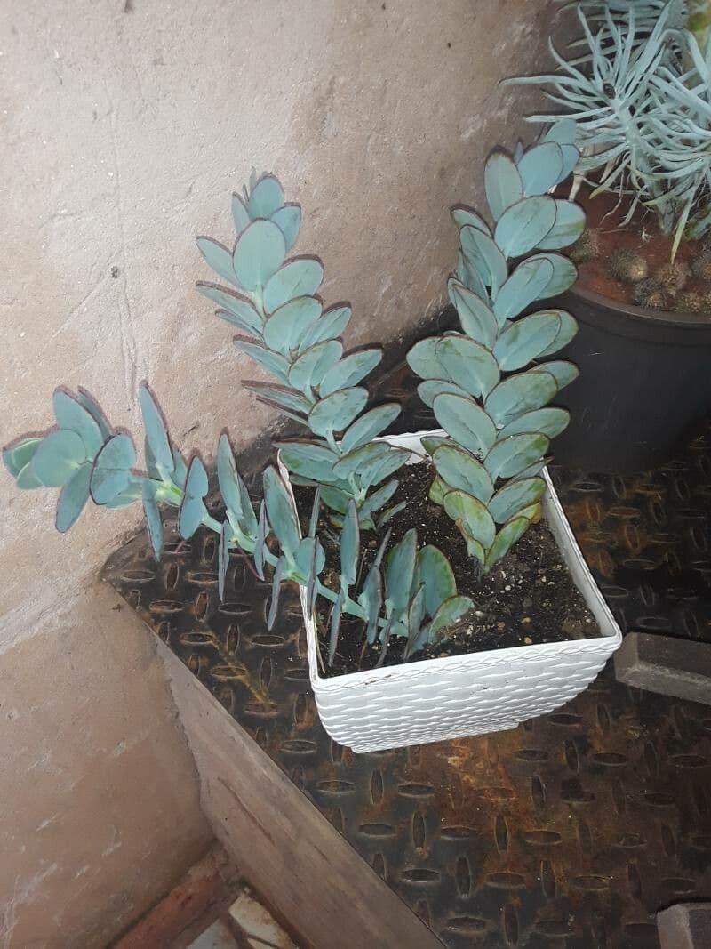 Kalanchoe marnieriana