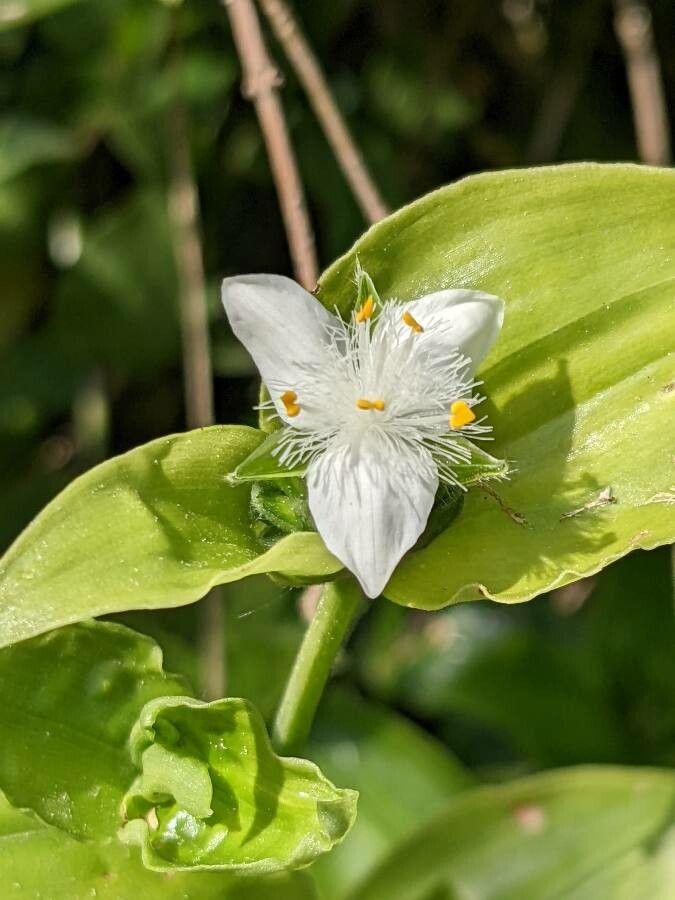 Tradescantia fluminensis