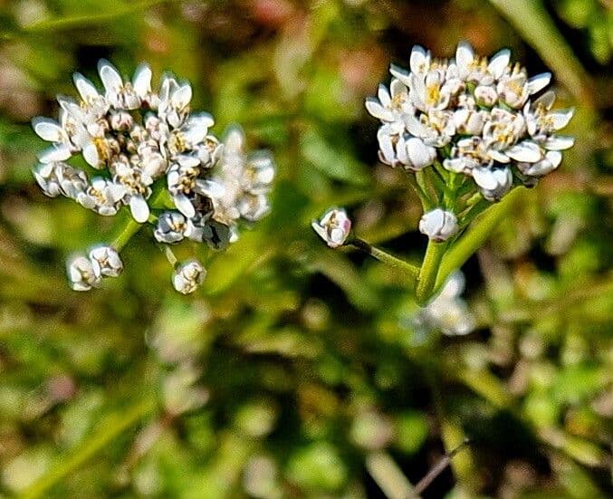 Teesdalia nudicaulis