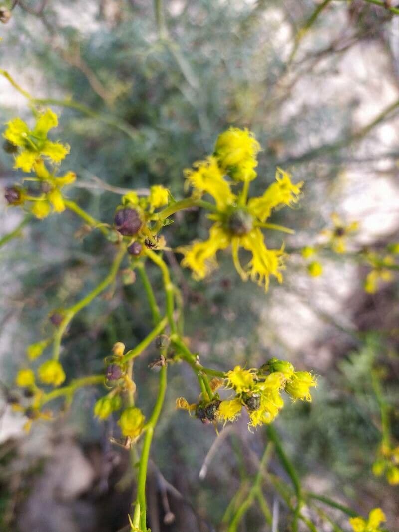 Ruta angustifolia