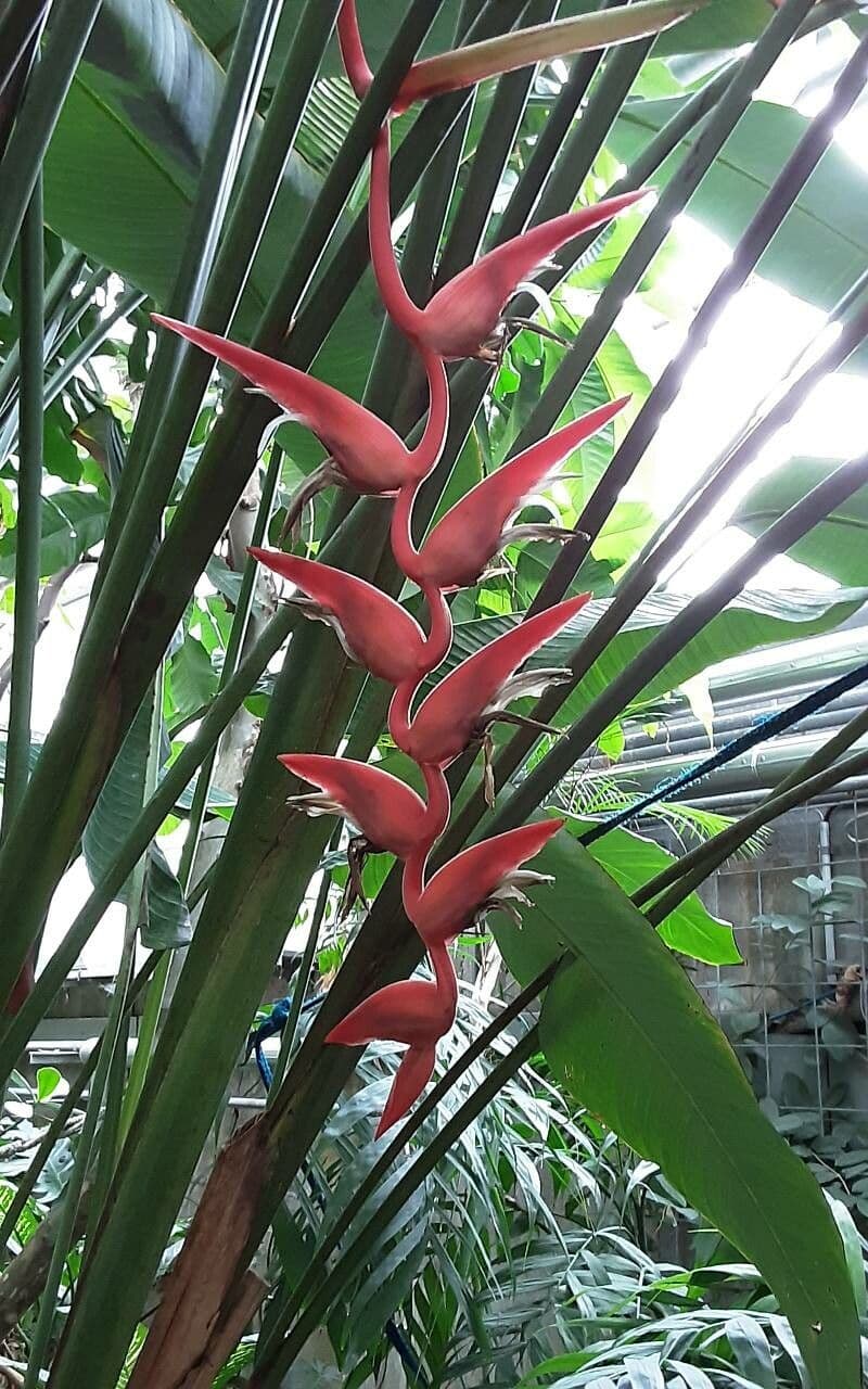 Heliconia latispatha