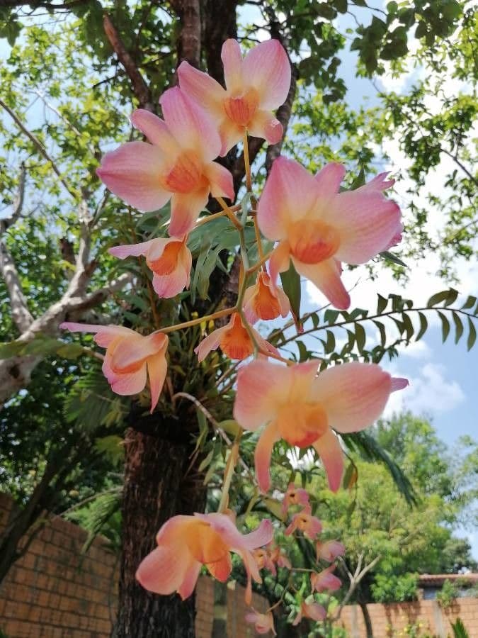 Dendrobium moschatum