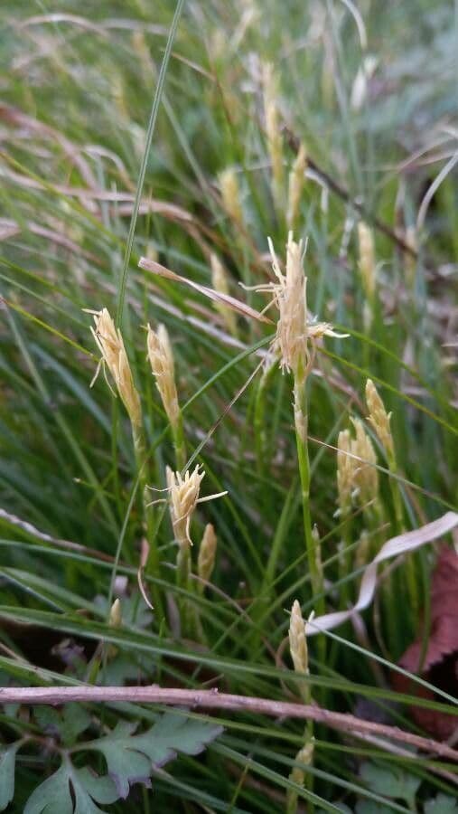 Carex alba