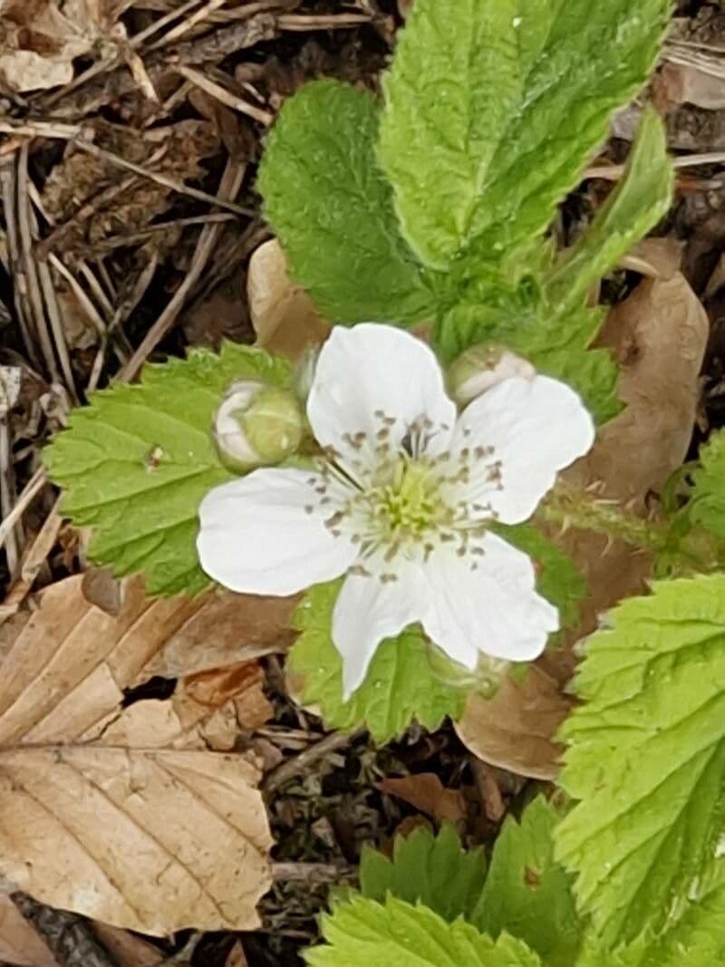 Rubus idaeus