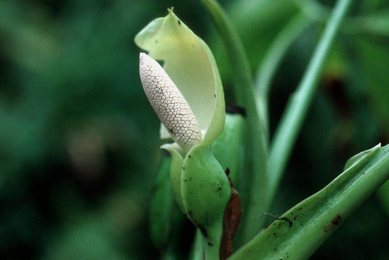 Syngonium podophyllum