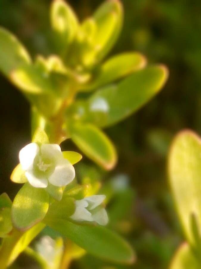 Veronica peregrina