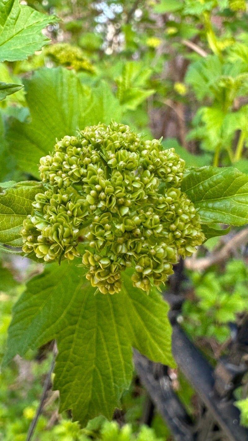 Viburnum recognitum