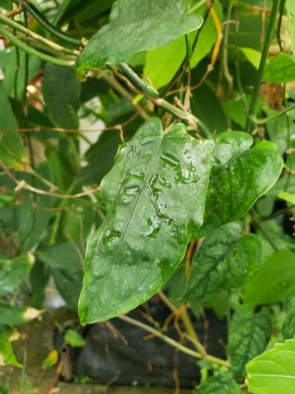 Monstera siltepecana