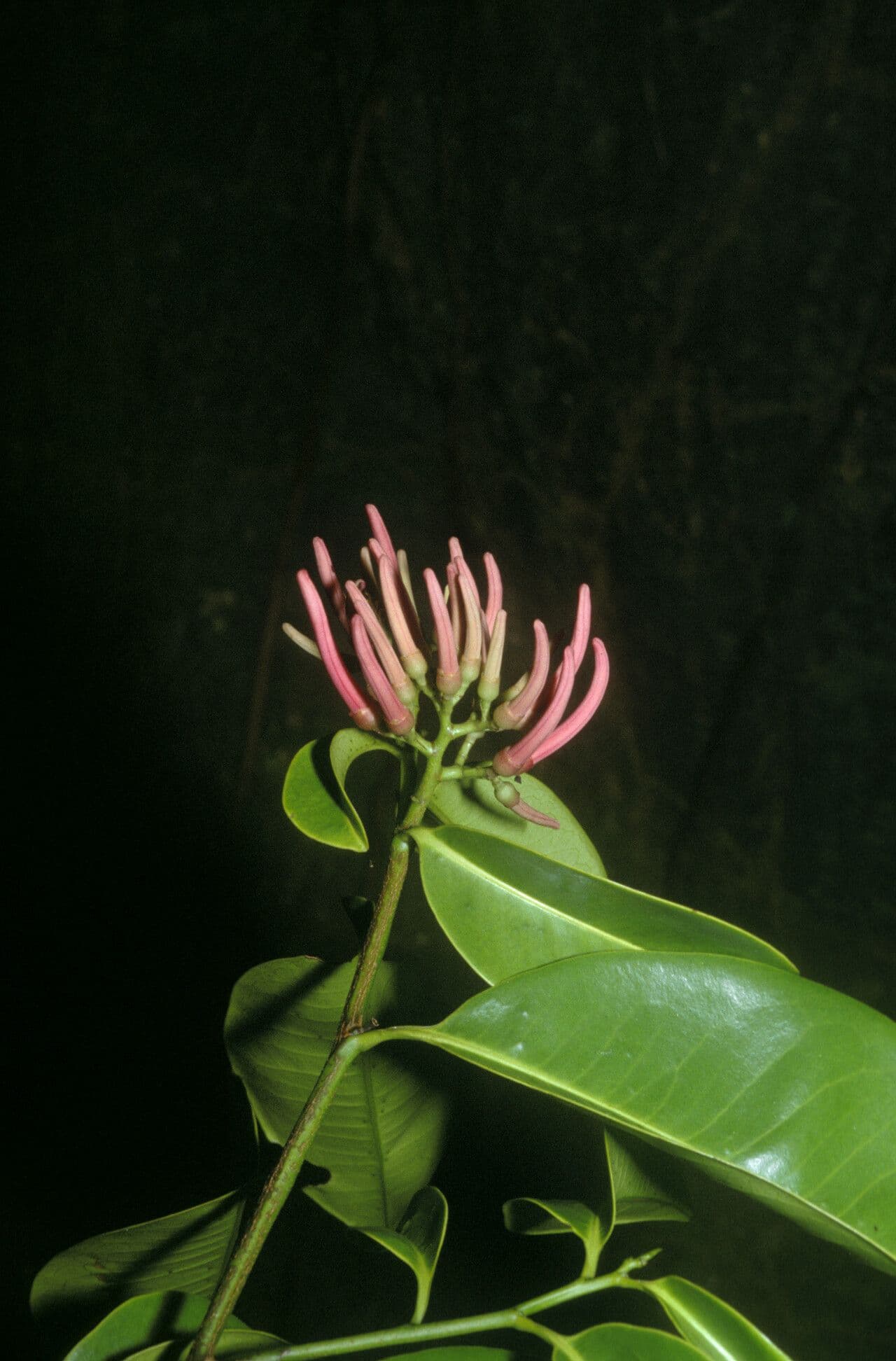 Vantanea guianensis