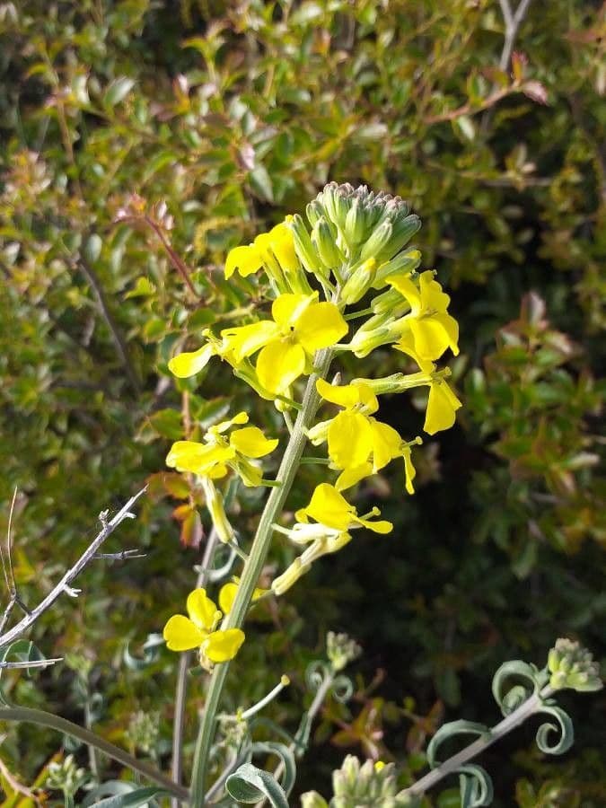 Erysimum odoratum