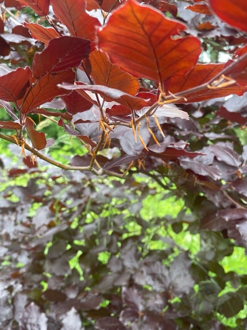 Fagus sylvatica