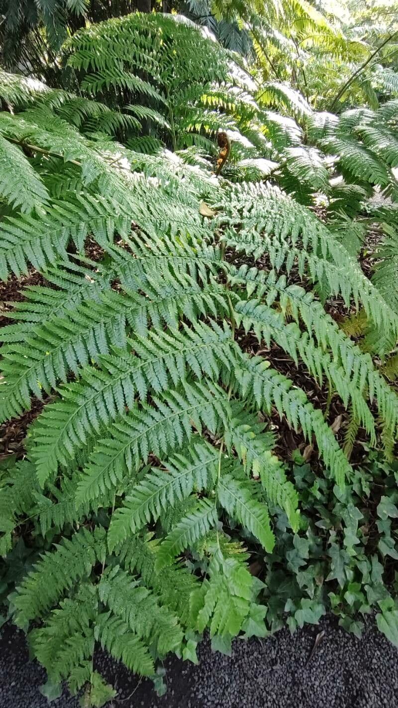 Sphaeropteris cooperi