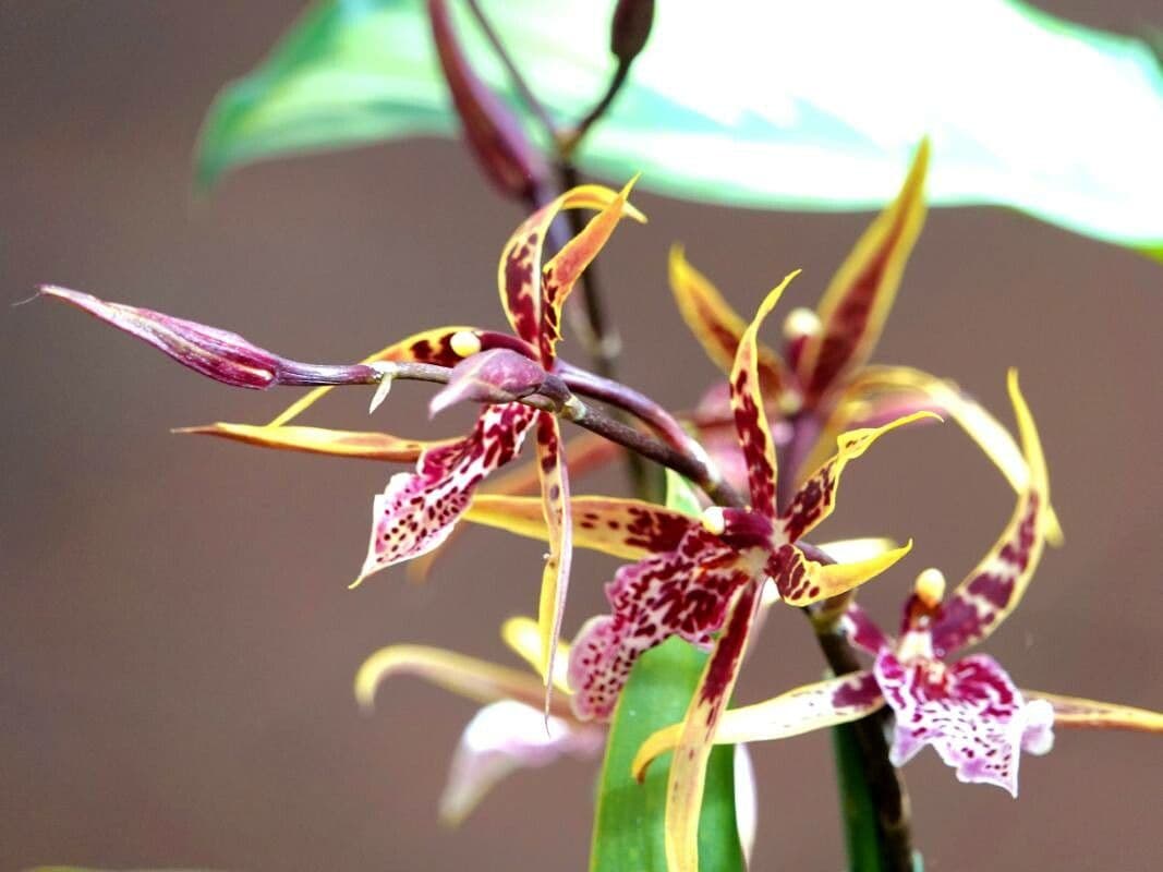 Brassia arachnoidea