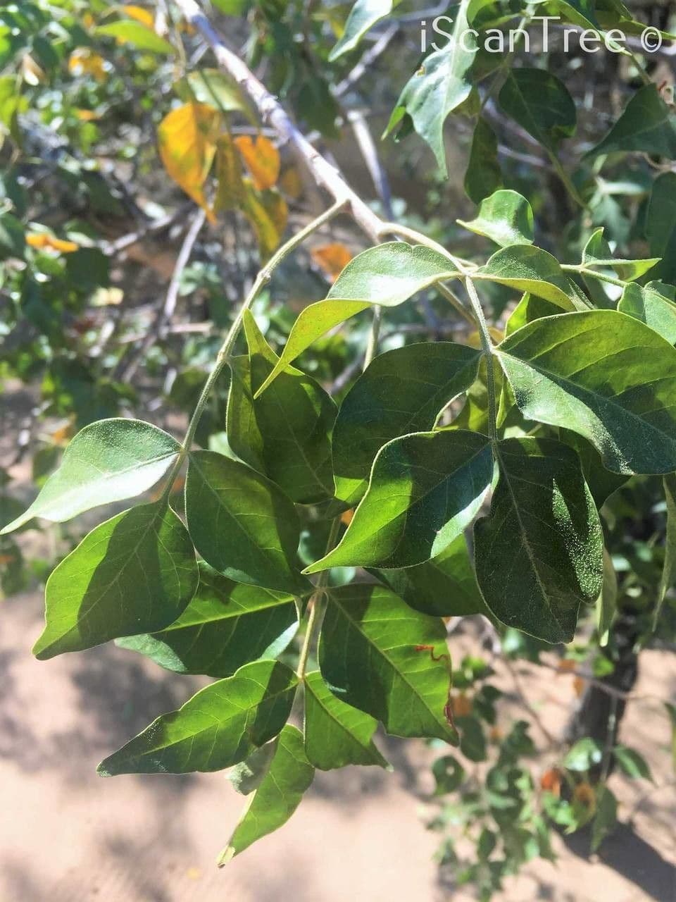 Lannea schweinfurthii
