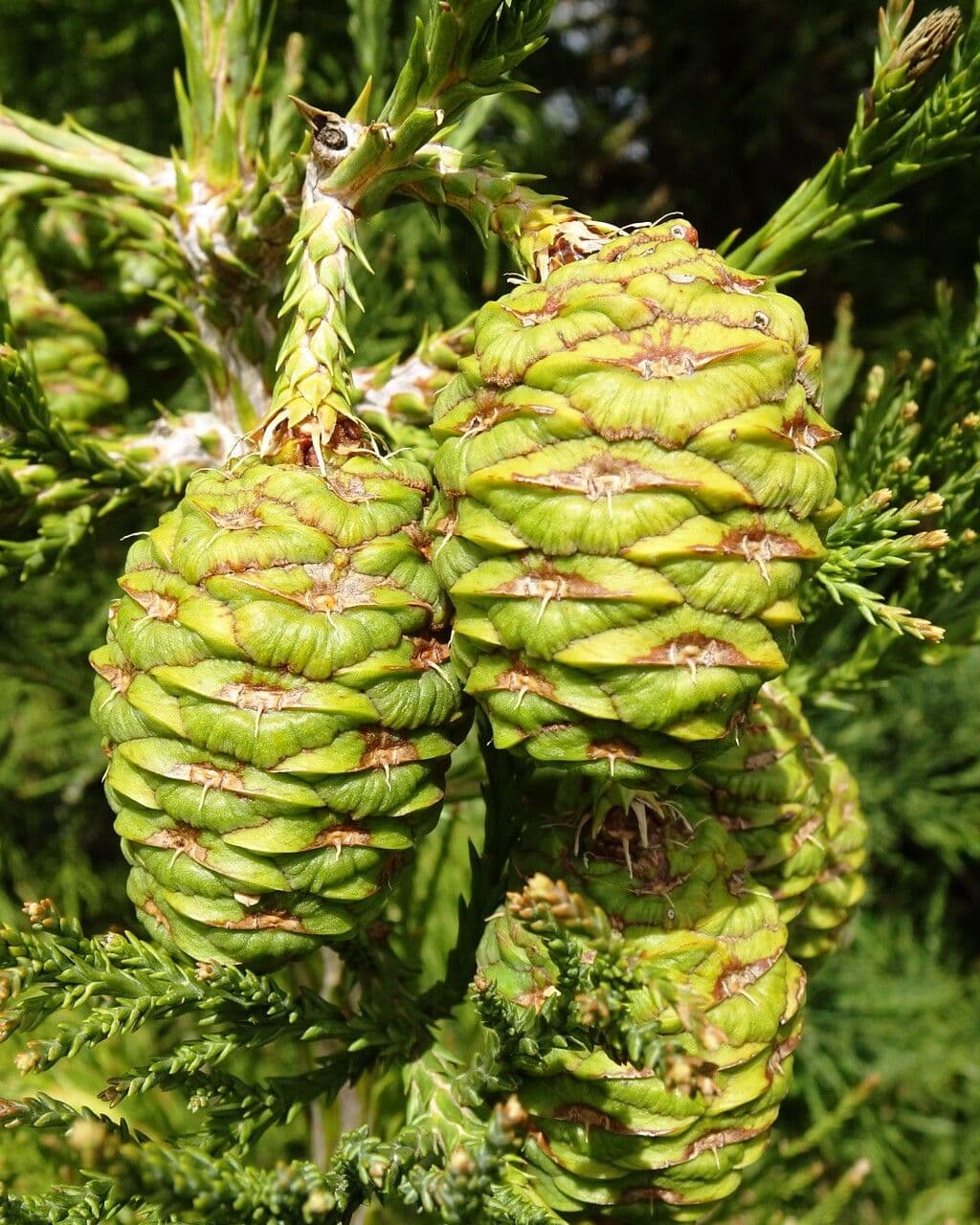 Sequoiadendron giganteum