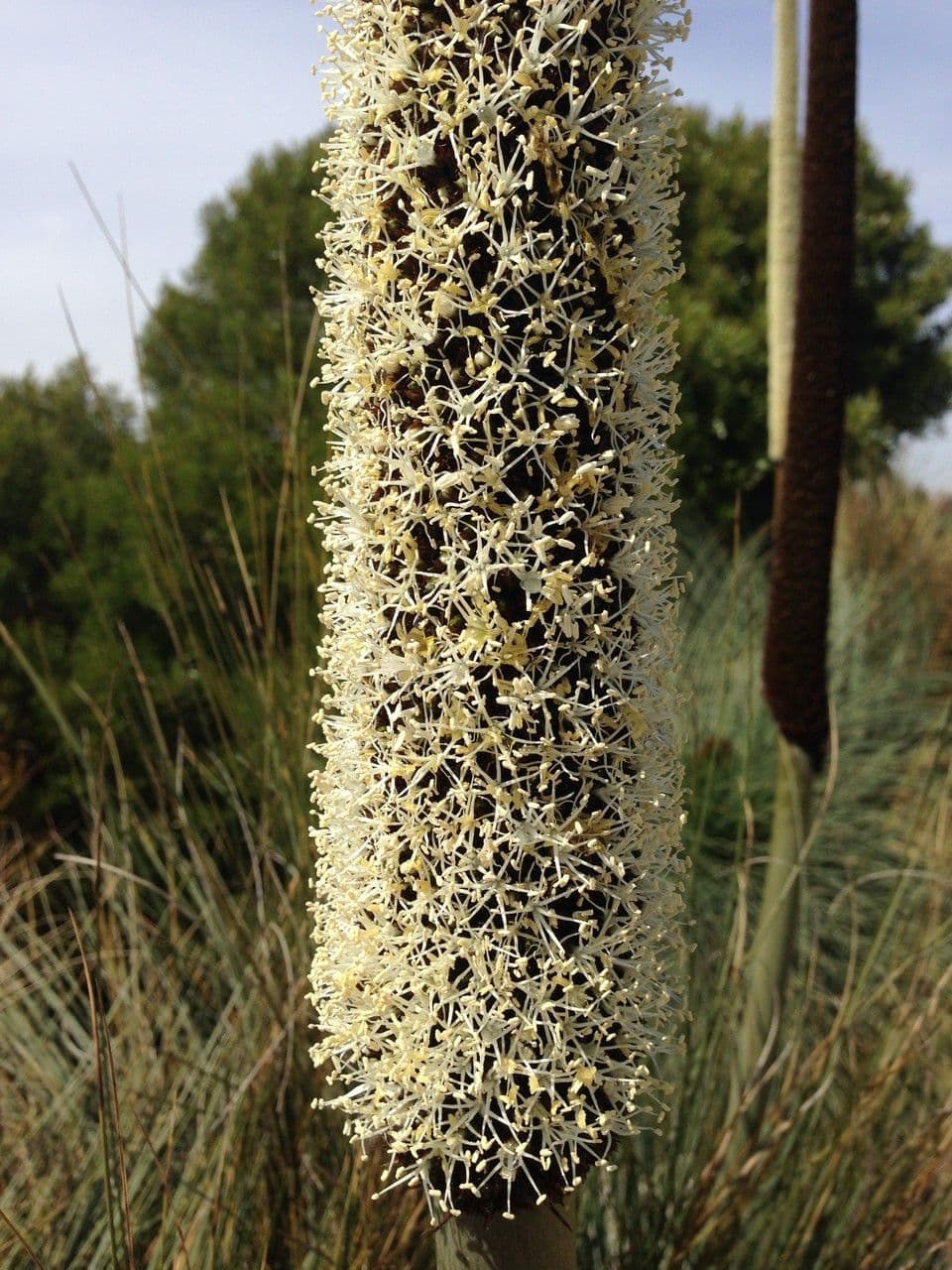 Xanthorrhoea glauca