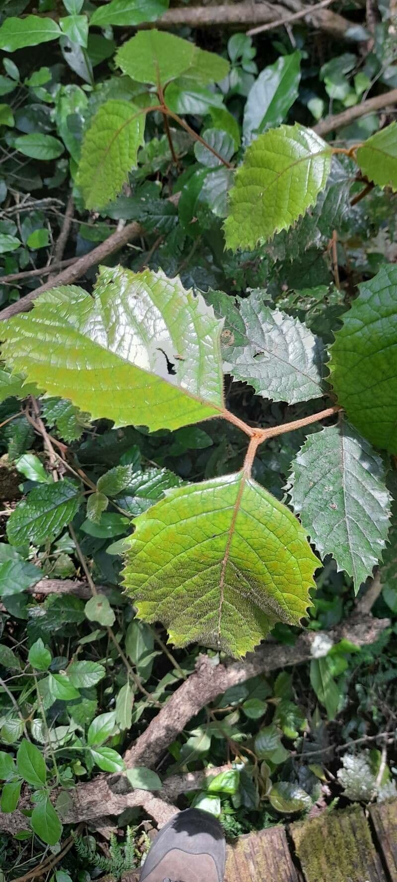 Curtisia dentata