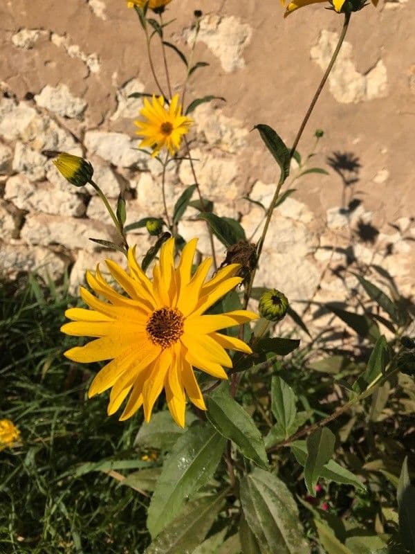Helianthus maximiliani