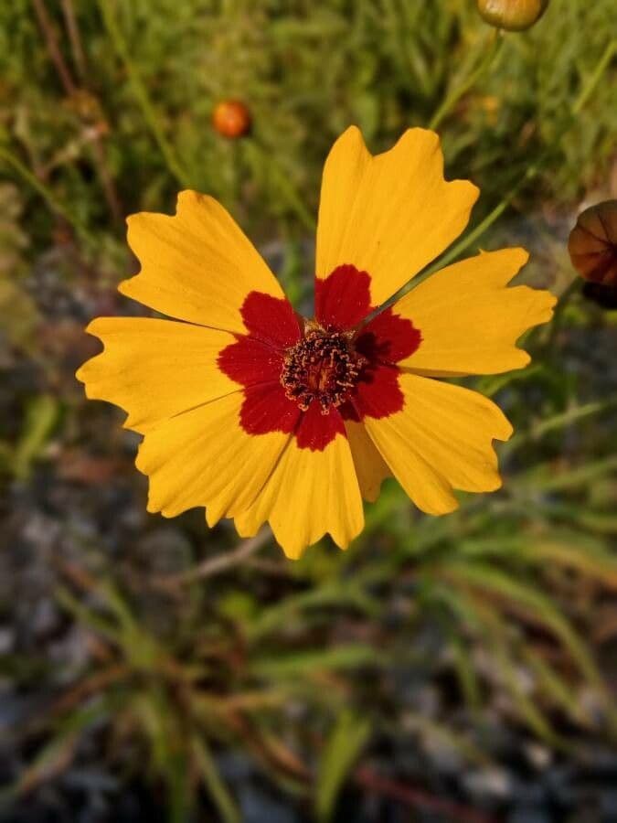 Coreopsis tinctoria