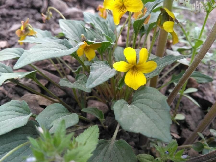 Viola purpurea