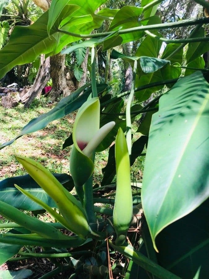 Philodendron giganteum