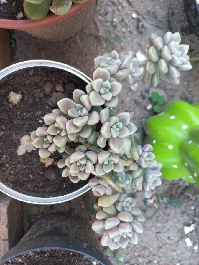 Sedum mendozae