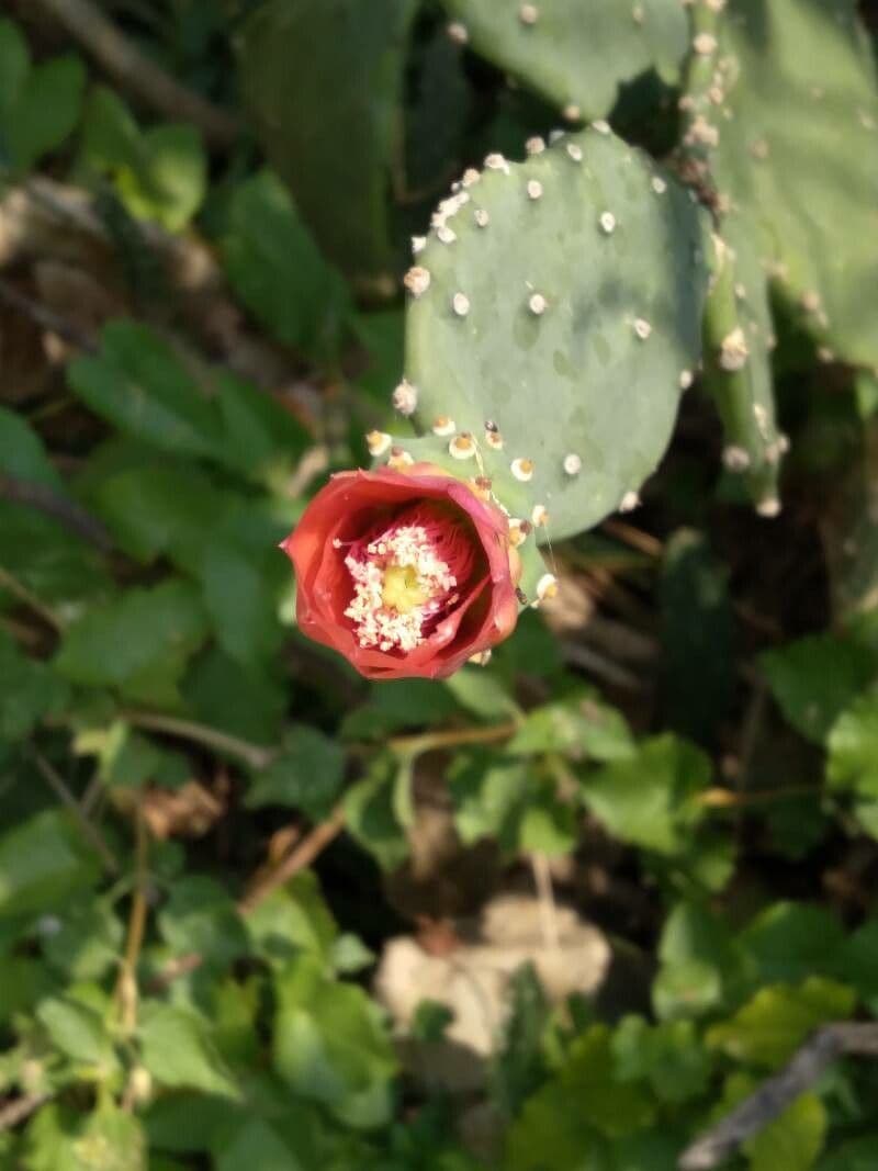 Opuntia tomentosa