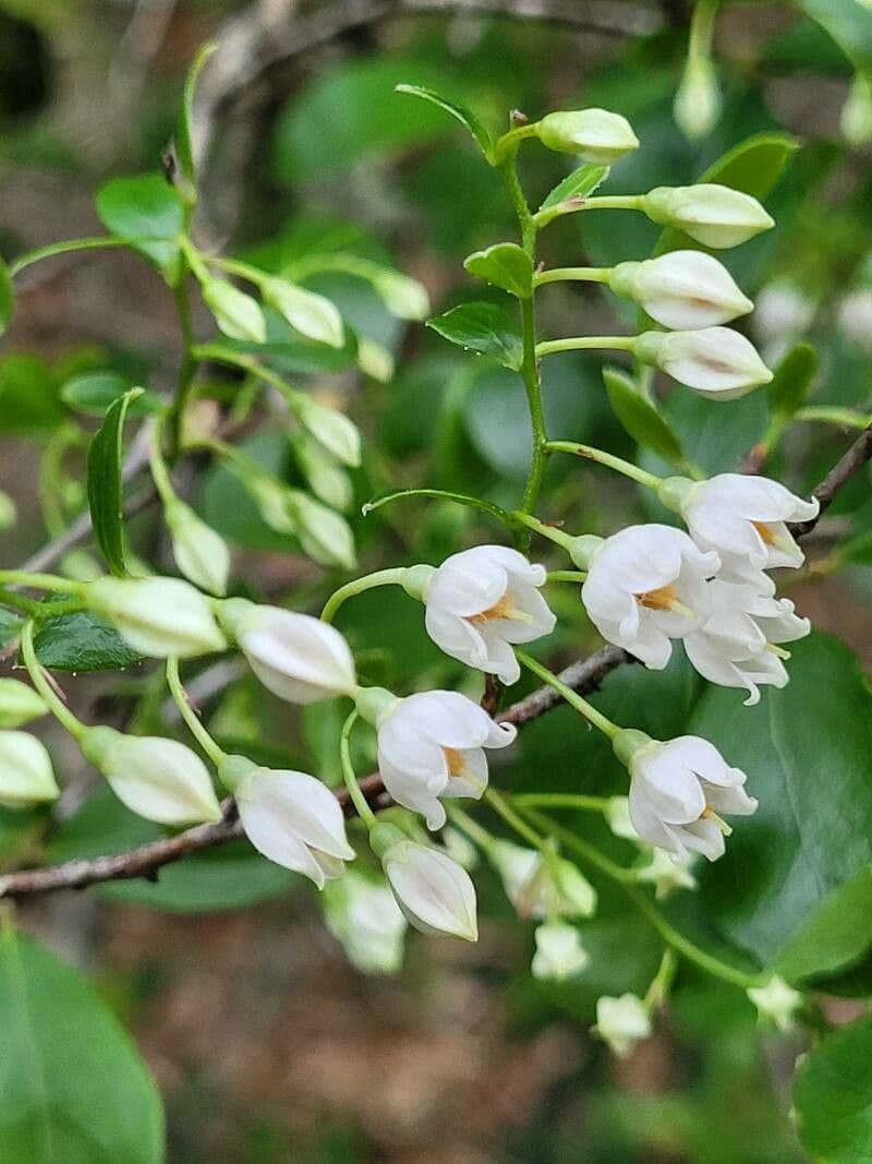 Vaccinium arboreum