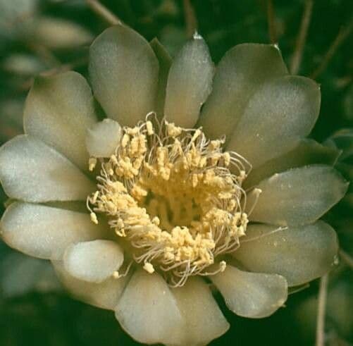 Gymnocalycium schickendantzii